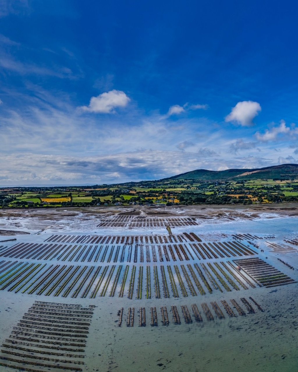 Carlingford Oysters