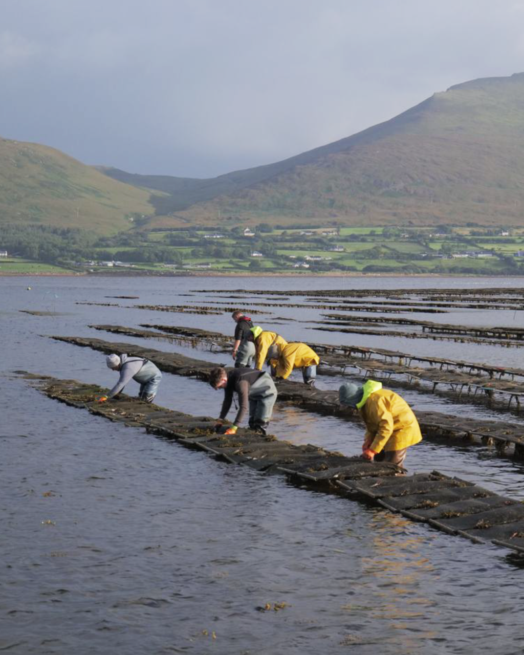 Cromane Bay Shellfish