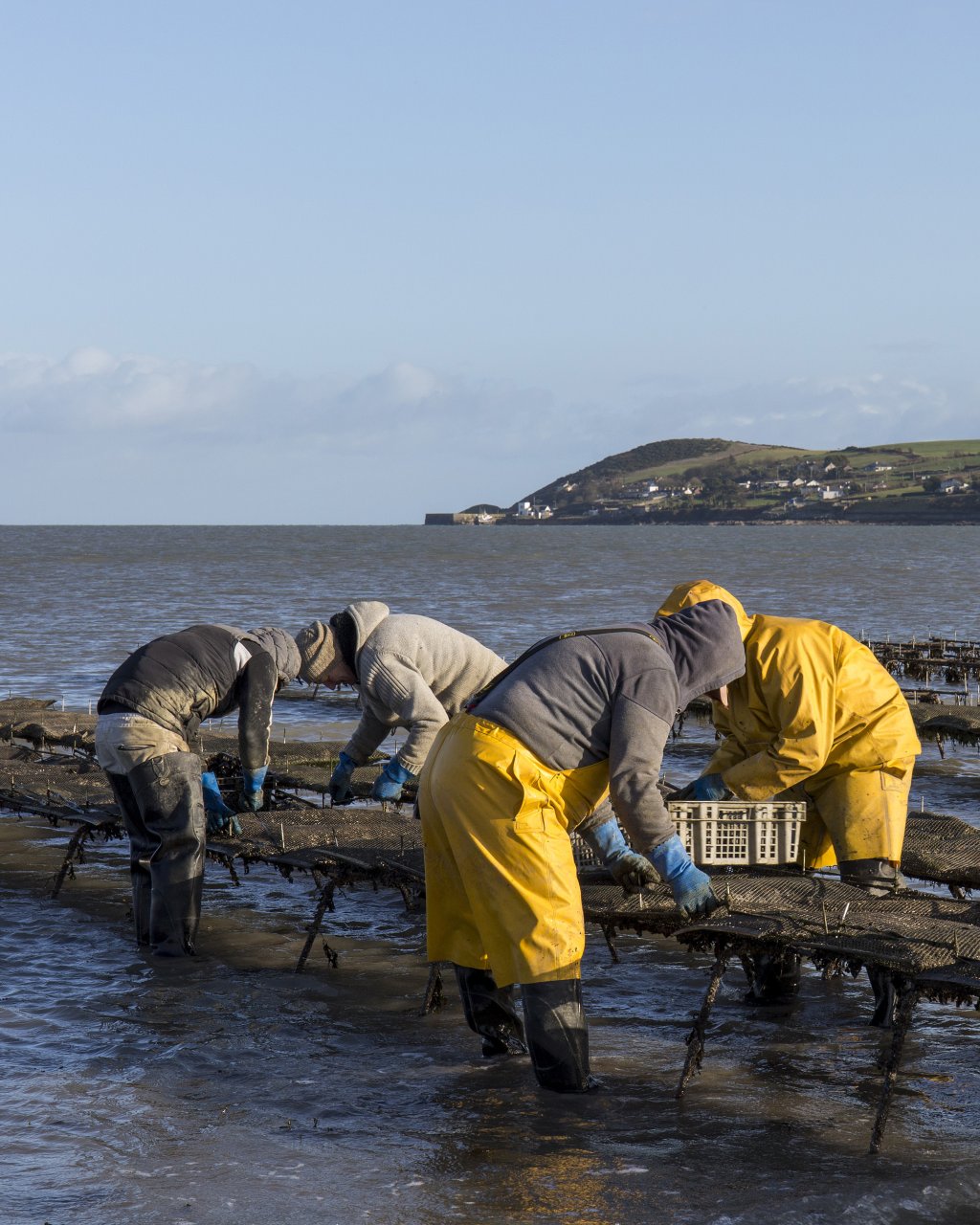 Waterford Oysters