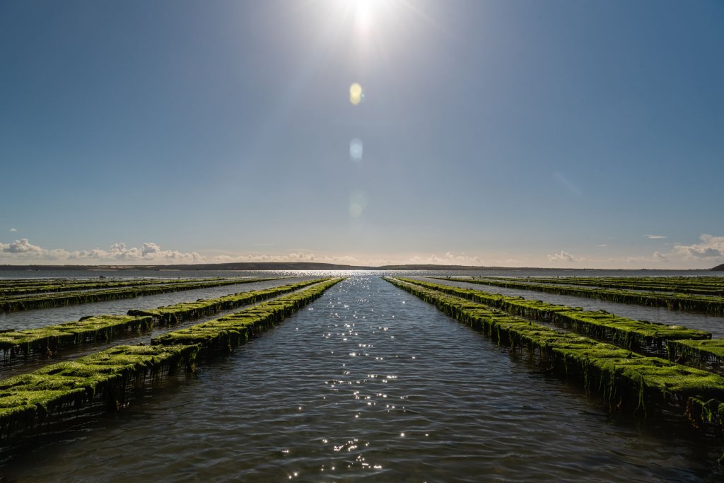 Woodstown Bay Shellfish